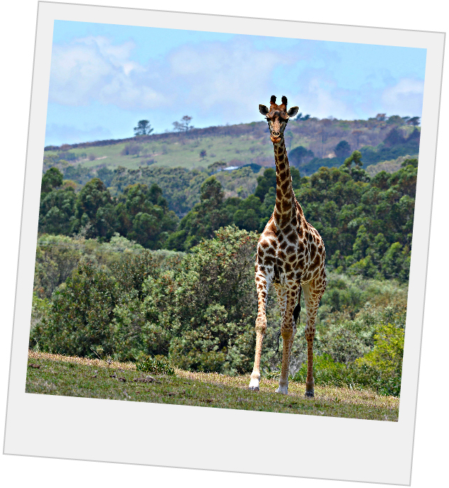 giraffe walking near wide open foothills in south africa