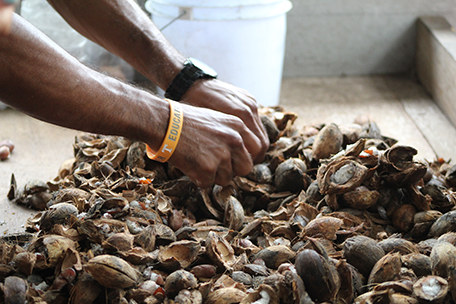 A worker's hands sorting a pile of cashew nuts.