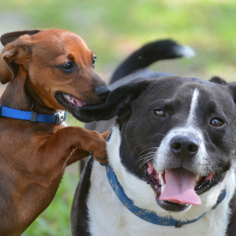 two dogs playing