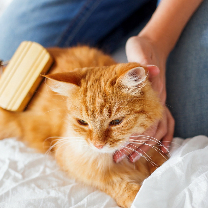 student grooming cat