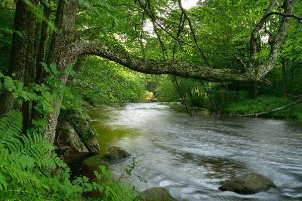 a stream