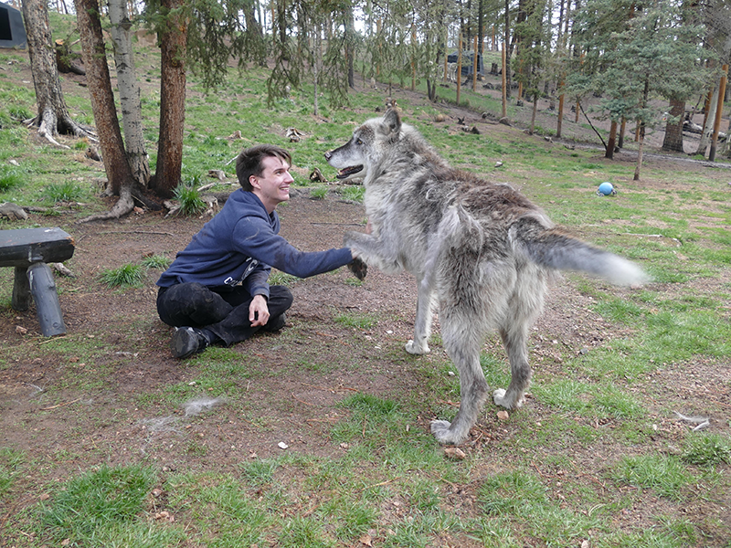 Shaking hands with a friendly wolf