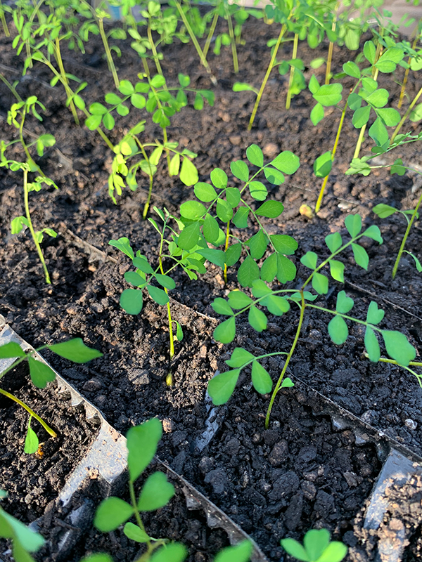 Kowhal seedlings