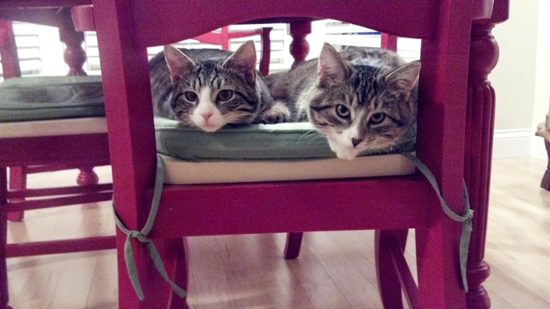 The cats share space in a Yahtzee box