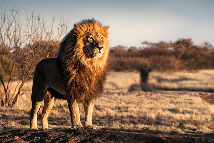 a lion stands at attention on the plains