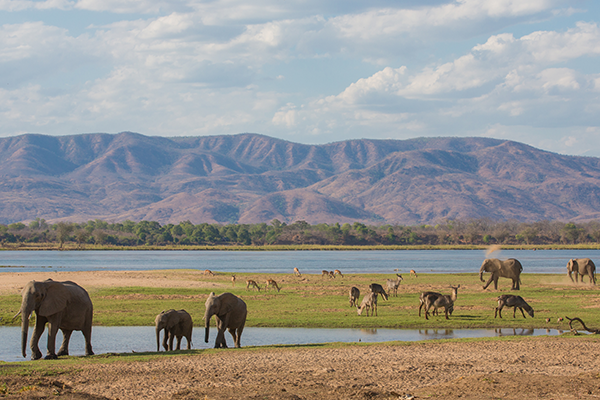 Terrain in Zambia, with grazing land mammals