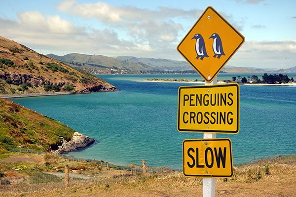 A sign reads 'penguins crossing, slow' near the shoreline of New Zealand