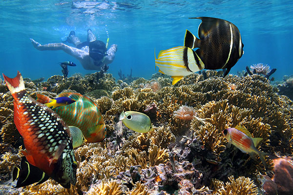 Underwater flora and fish in Costa Rica