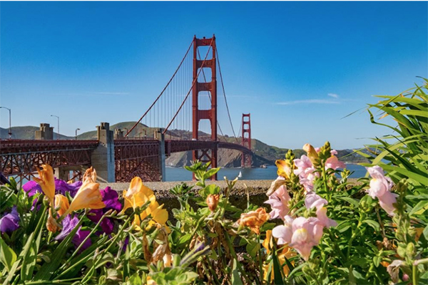 Golden Gate Bridge seen from a hill covered with spring flowers
