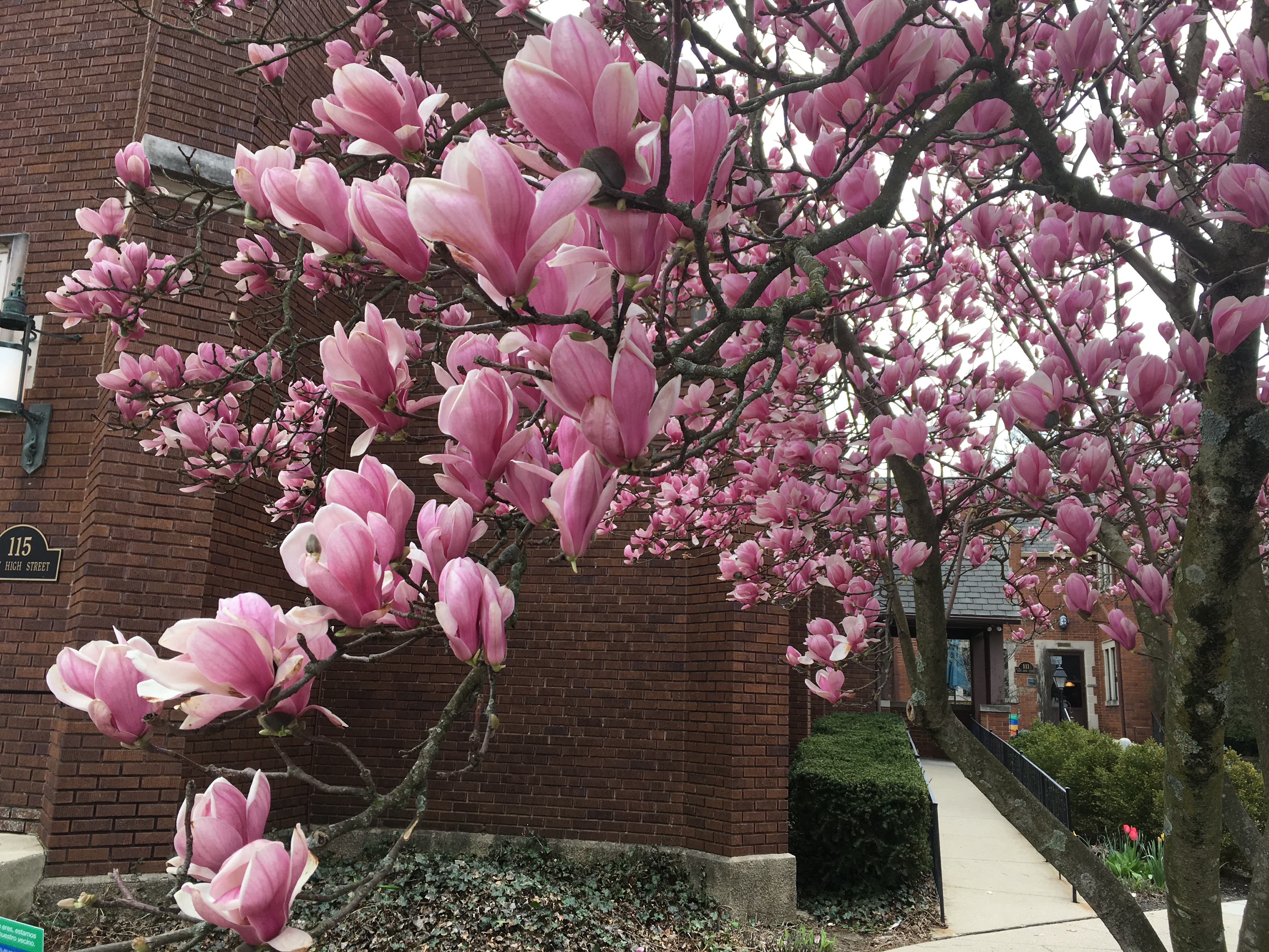 spring-magnolias.jpg