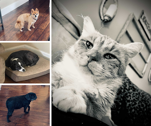 emmas-pets.png