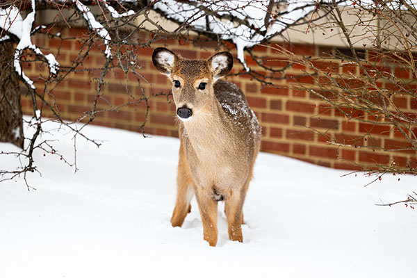 A deer stands in the snow in front of a campus building