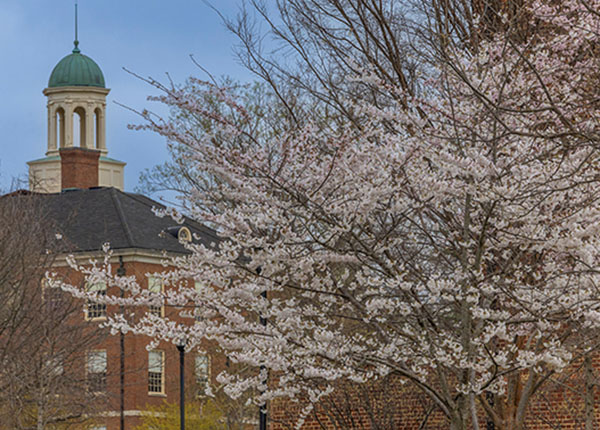 spring blooming tree and a cupola near armstrong student center