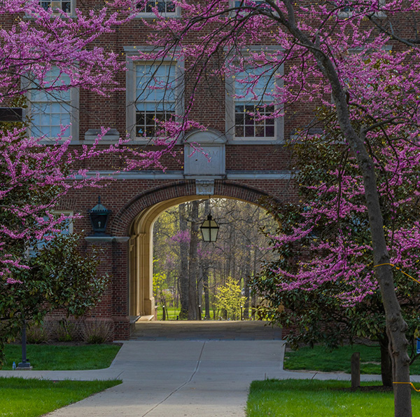 upham arch in spring framed by a redbud tree in bloom
