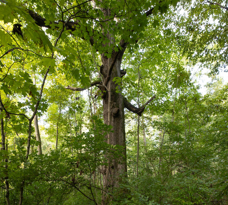 view from below looking up into the canopy of a large white oak in Kramer Woods