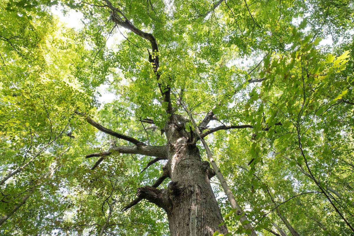 View from below looking up into the canopy of the big white oak