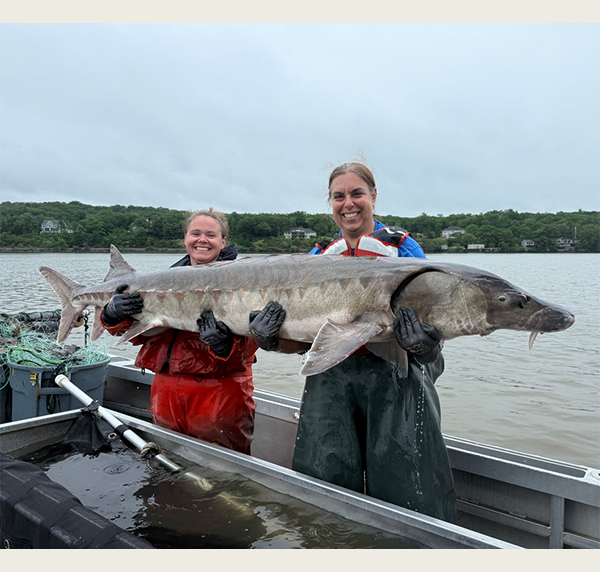 Shannon White and Amanda Higgs stand in a boat in the Hudson River and hold a large sturgeon 