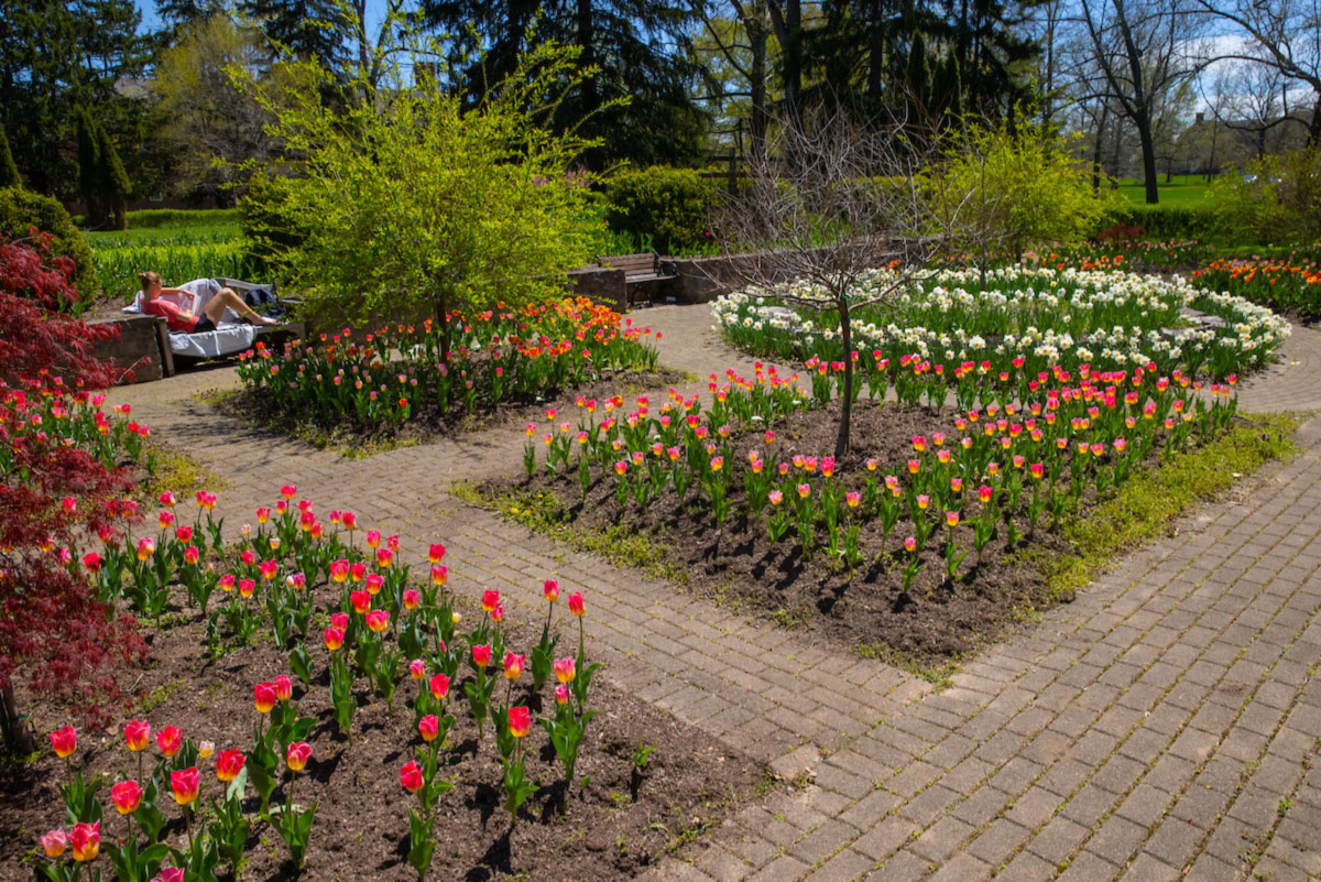 The same view of pink and yellow tulips and white daffodils at the Formal Gardens on a warm sunny day with a student in studying on a bench in the sunshine.