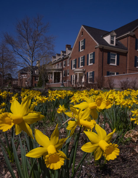 A closeup of yellow daffodils.