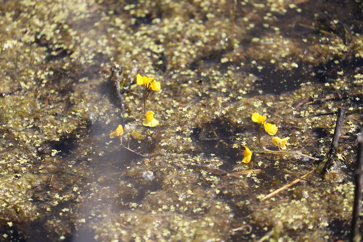 shaker trace wetland organisms