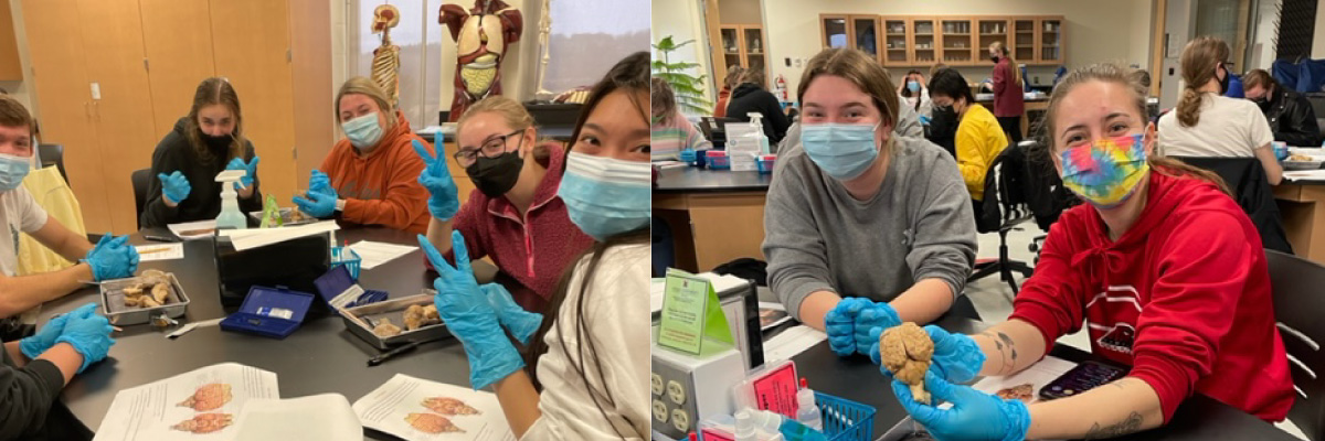  Students in PSY 251, Introduction to Biopsychology, recently participated in sheep brain and cow eye dissection labs.