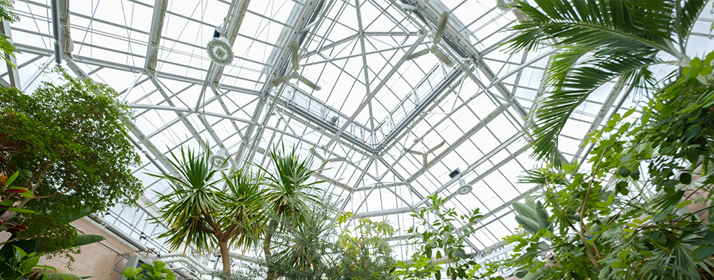  The top atrium from inside of the conservatory.