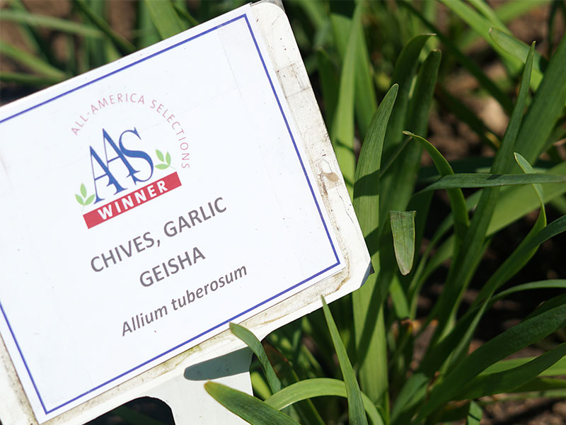 All American Selection winner Chives Garlic Geisha allium tuberous sign with chives in the background.