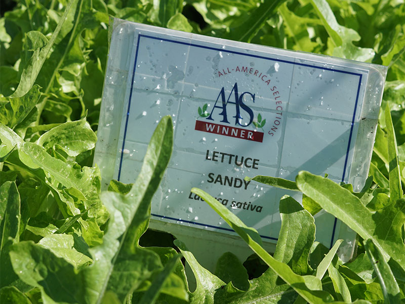  Green lettuce with a sign reading All America selections AAS winner Lettuce sandy