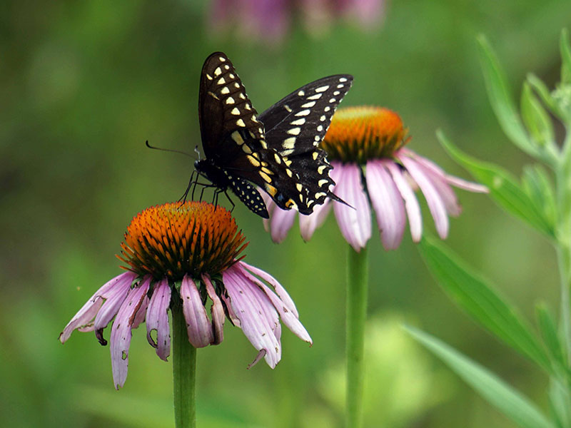 Black butterfly on a pink flower 