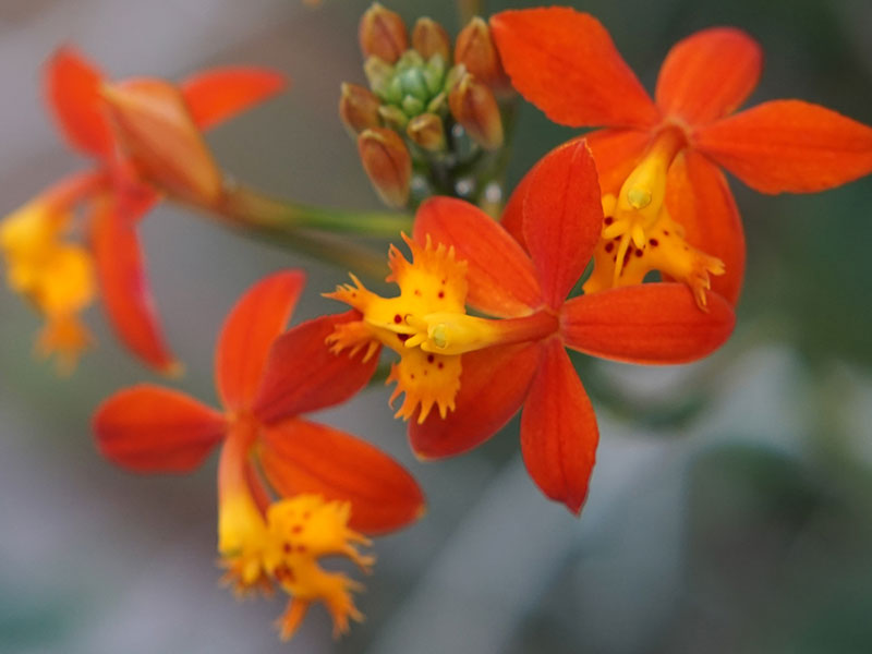 Close up of four red flowers with yellow and orange centers. 
