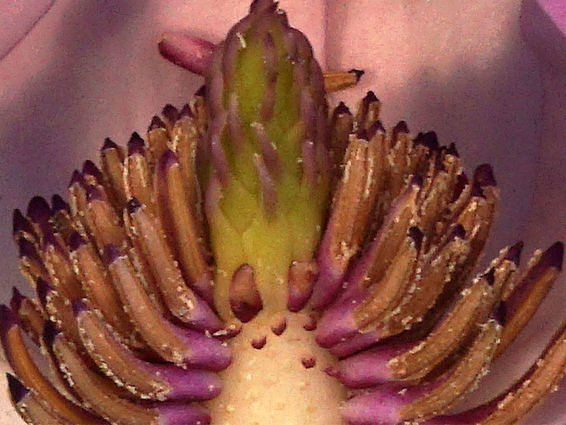 A purple flower with green in the middle 