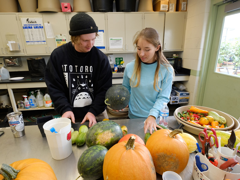 Students working with plants and pumpkins in the research room 