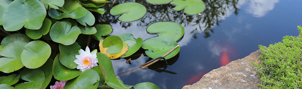  A pond outside the conservator with Lilly pads, orange fish and growing on a rock. 