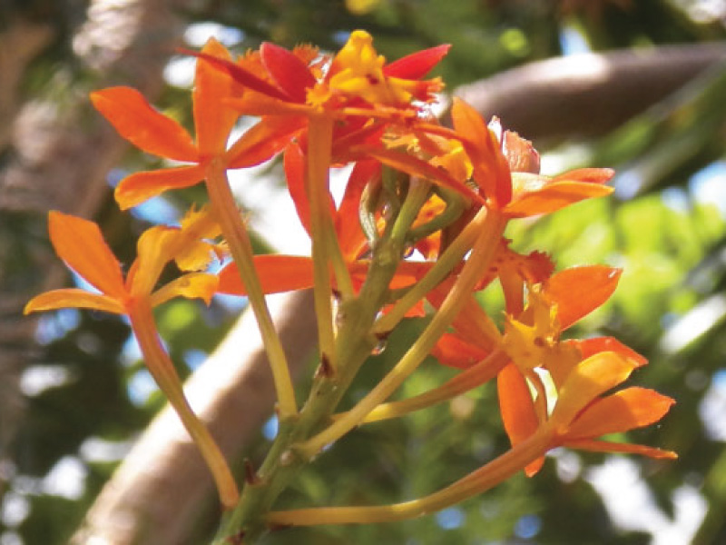 Orange Flowers