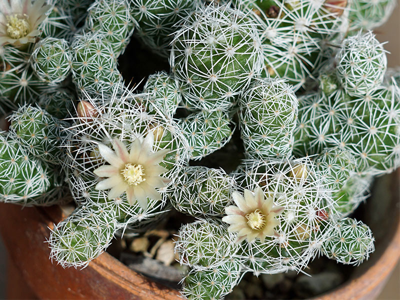 Desert room cactaeae with white flowers