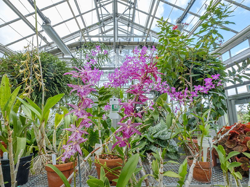 Purple Horticultural flowers in the Horticultural Room.