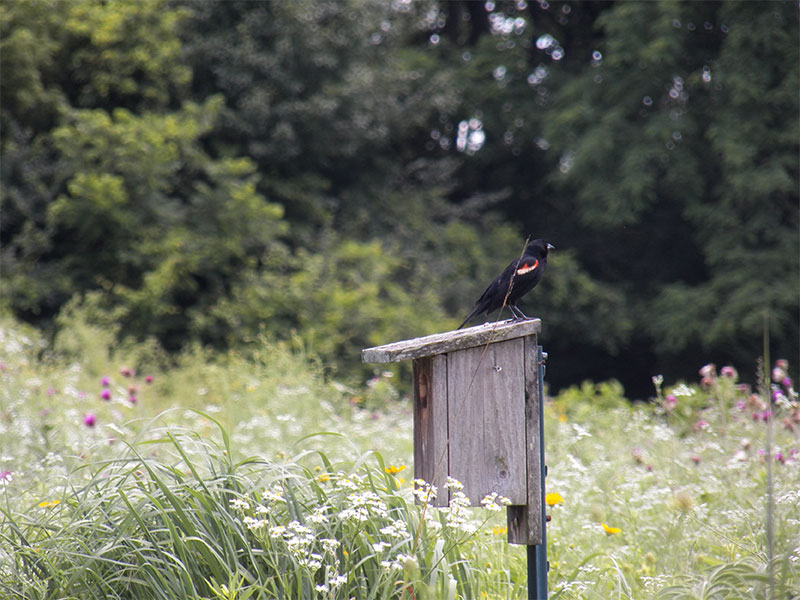 Prairie with a black bird sitting on a wooden bird feeder