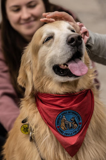 Therapy dog getting pet by students at Stress Less day.