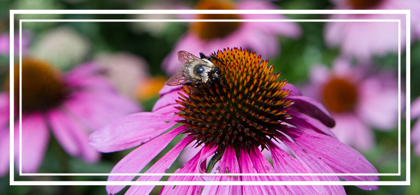 bee on a flower