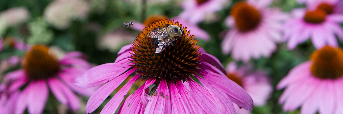 bee on a flower 