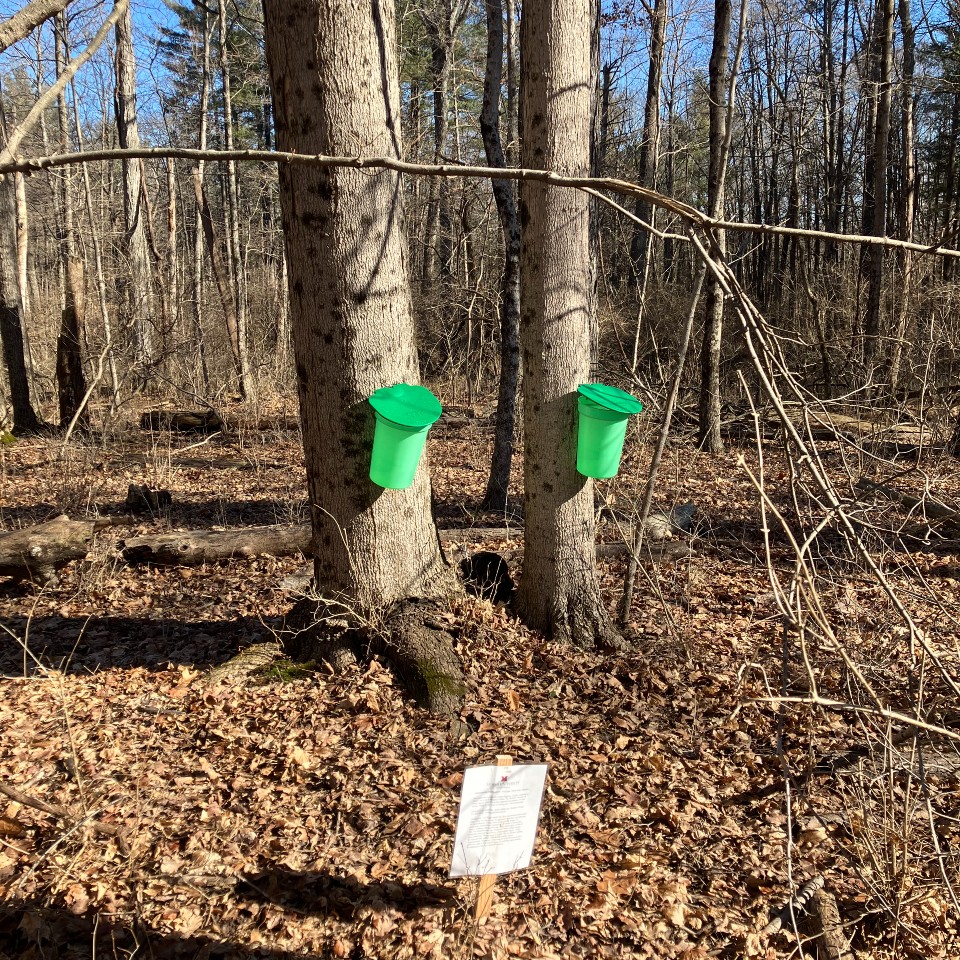 Two green buckets attached to trees in the Natural Areas