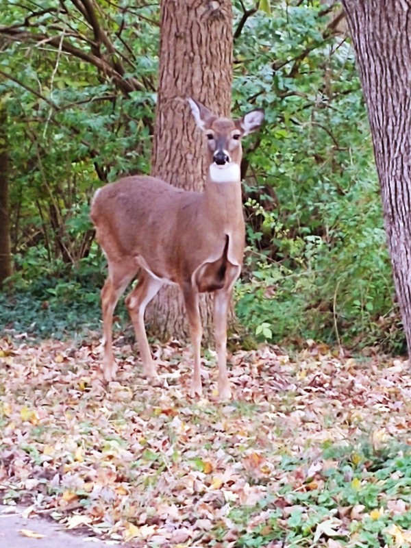 A doe near one of the Natural Areas paths