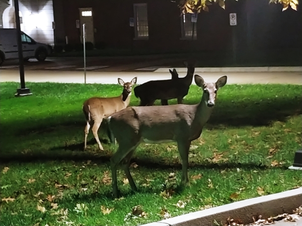 Doe and fawns on campus at night