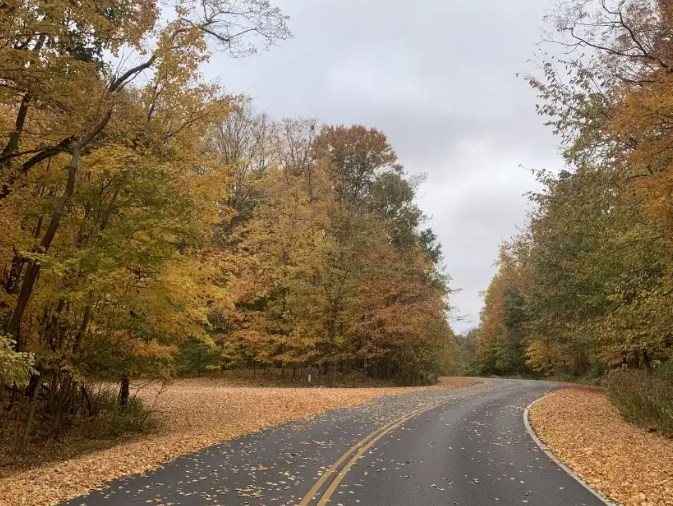 Winding road lined with brightly colored fall trees