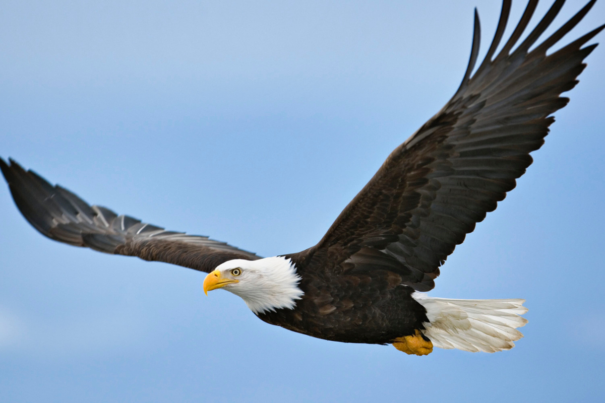 Bald eagle soaring through the air