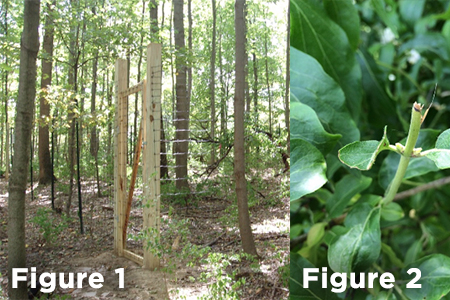 Collage of 2 photos: Figure 1–A deer exclosure in the woods. Figure 2–Amur honeysuckle that has been eaten by deer. 