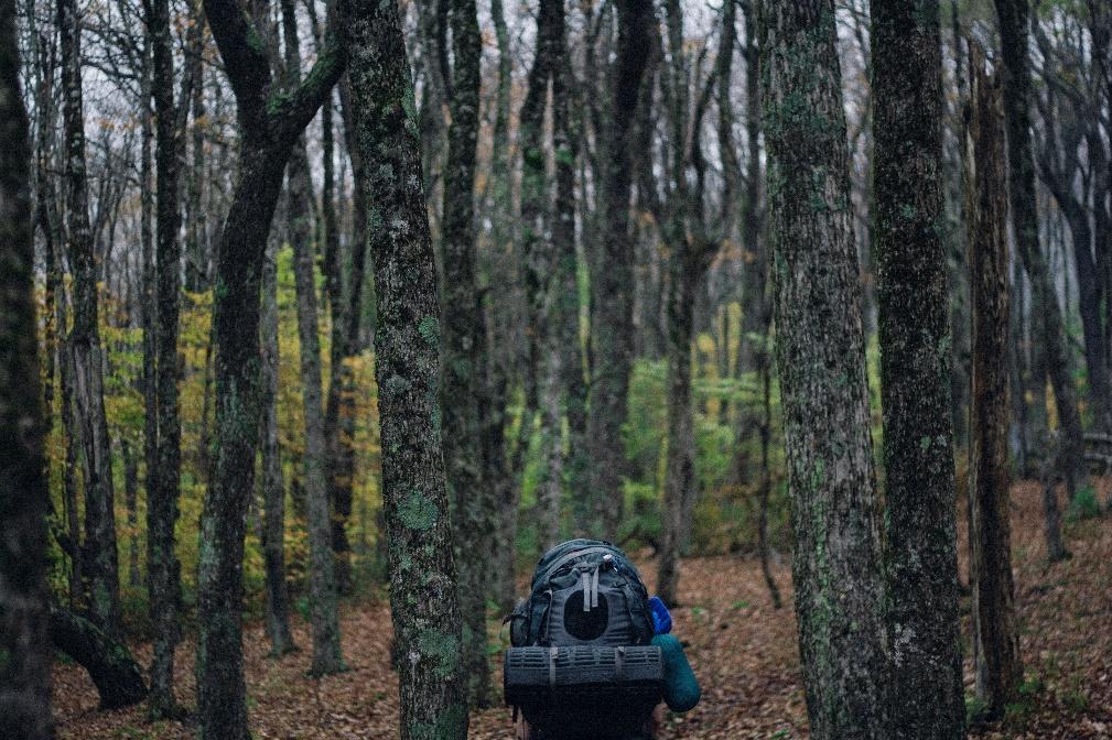 A person walking away from the camera in a forest full of tall trees.