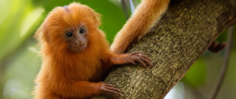 A juvenile golden lion tamarin, a species brought from the brink of extinction by zoos, scientists, governments and communities working together.
