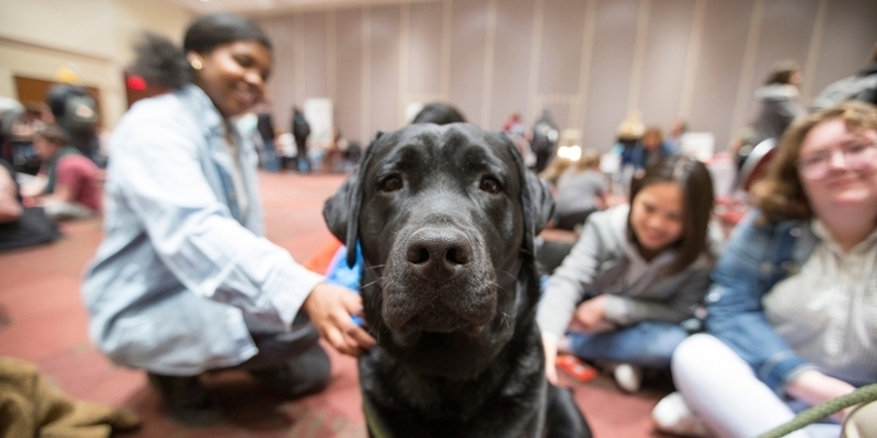  Black lab at Stress Less Week in Armstrong staring straight at the camera