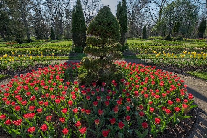 Red tulips in the formal garden